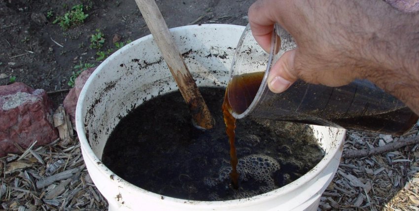 Органічне підживлення капусти