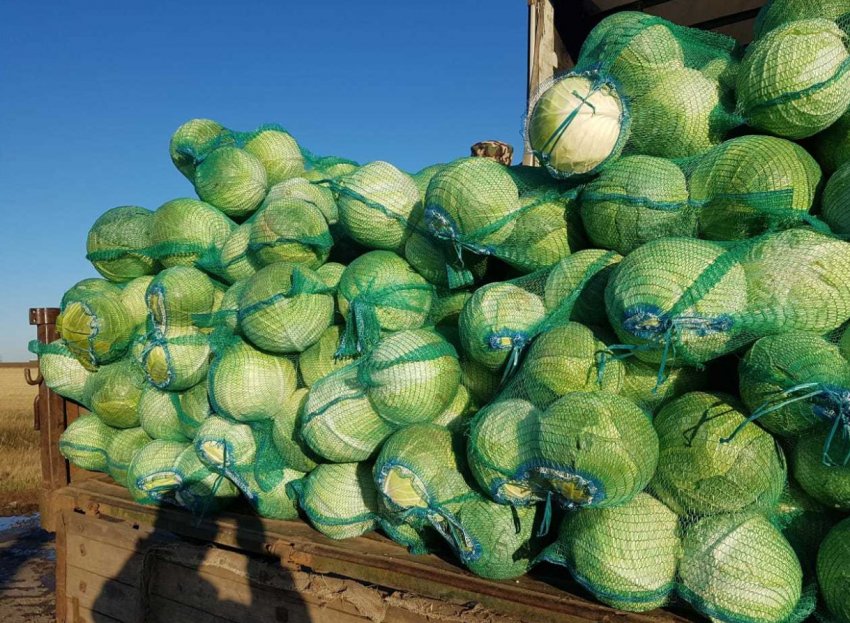 Збір врожаю капусти Крауткайзер