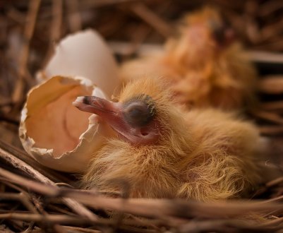 Чому ми не бачимо пташенят голубів
