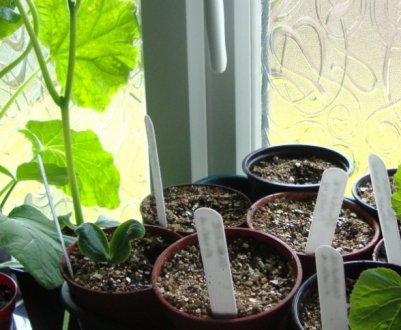 Сорти огірків для вирощування на підвіконні взимку