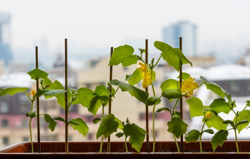 Огірки на підвіконні Огірки на підвіконні