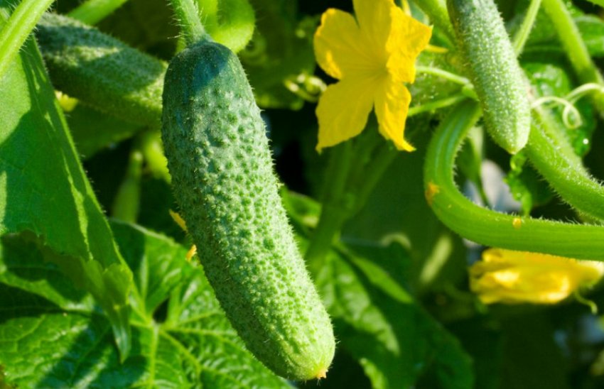 Огірок Хрустик Огірок Хрустик