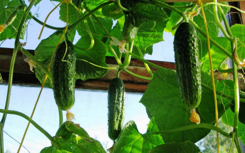 Огірок Онежский Огірок Онежский