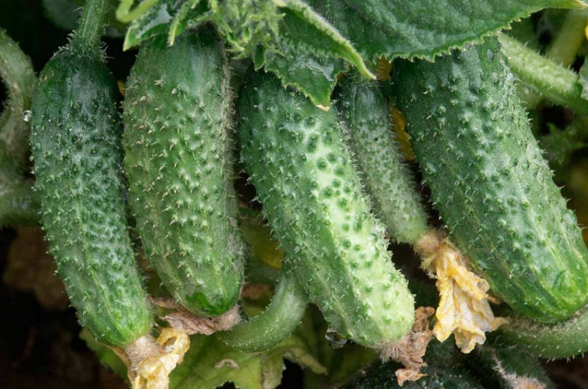 Огірки Буян Огірки Буян