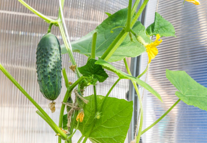 Огірки Вавилон Огірки Вавилон