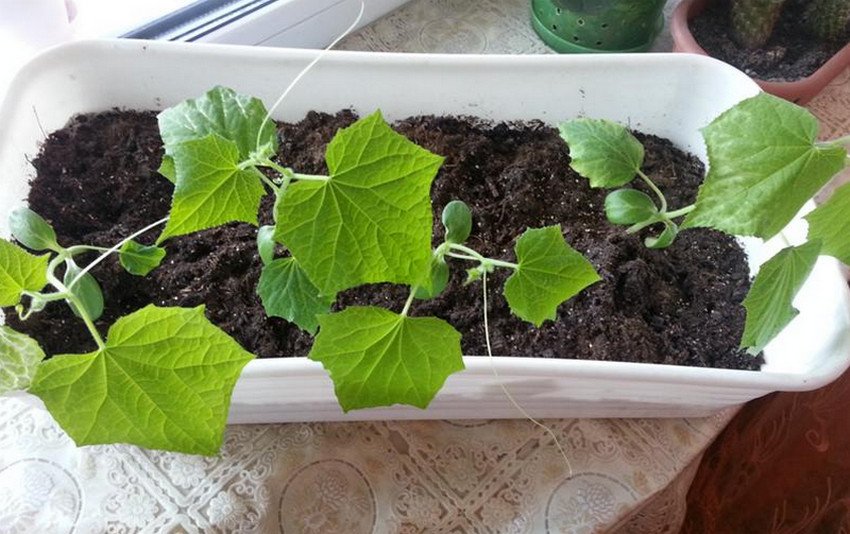 Розсада огірків Розсада огірків