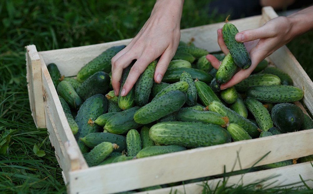 Огурцы Ухажёр ботаническое описание и характеристика