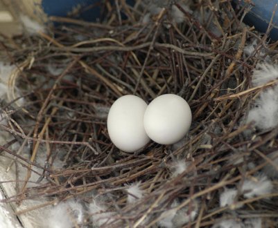 Скільки днів і як часто голуби висиджують яйця