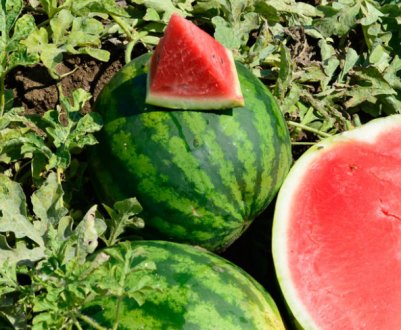 Опис і характеристика ранніх сортів кавуна