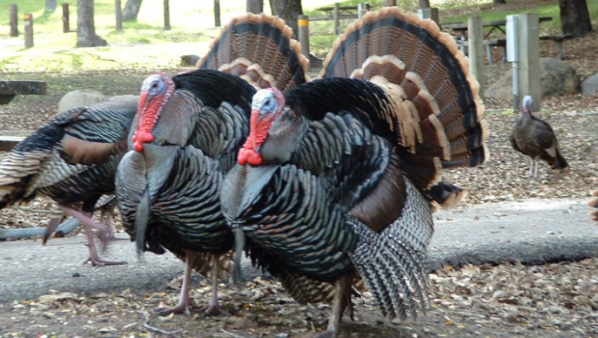 Північнокавказькі бронзові індики