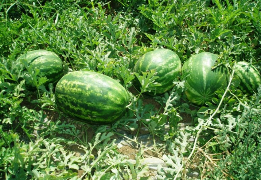 Арбуз ультраранний описание сорта