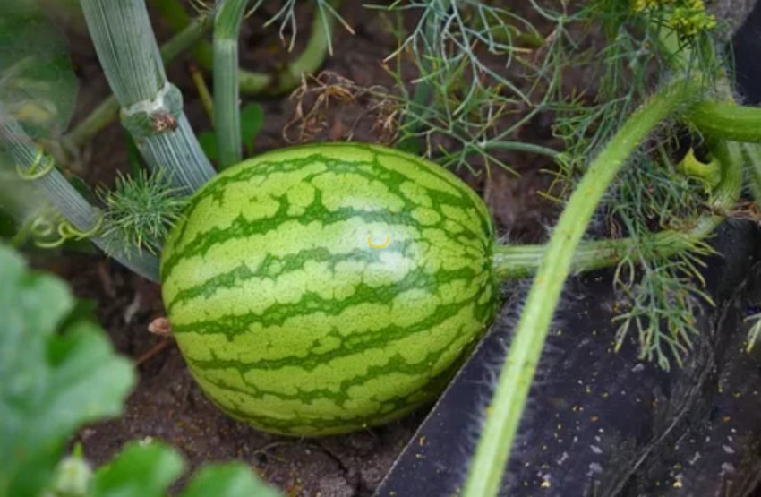 Кавун Скорик Кавун Скорик