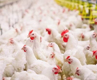 На птахофермах у Великобританії тоннами використовуються антибіотики