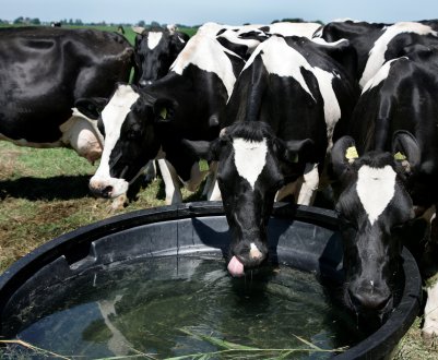 В Ірландії розширення молочної промисловості та дефіцит води змушують фермерів бурити свердловини