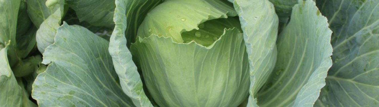 Особливості вирощування капусти Пандіон
