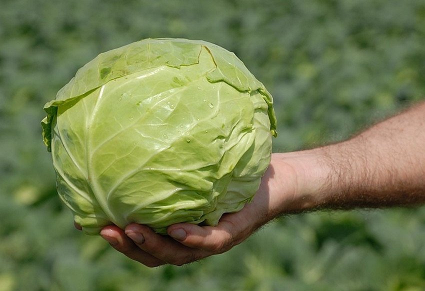 Капуста сорту Пандіон