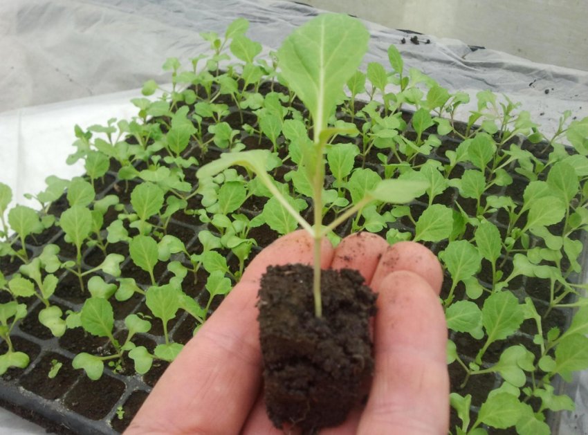 Пікіровка розсади капусти