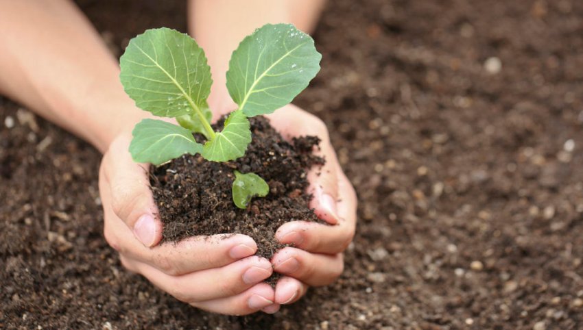 Висадка розсади в гурнт