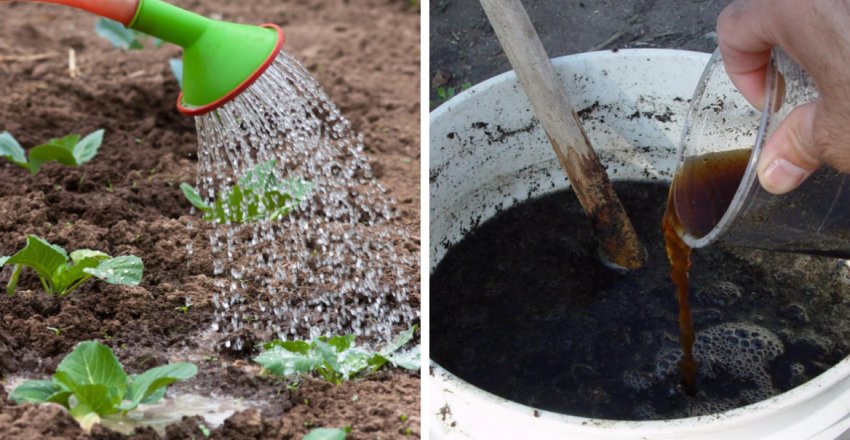 Полив і підживлення капусти