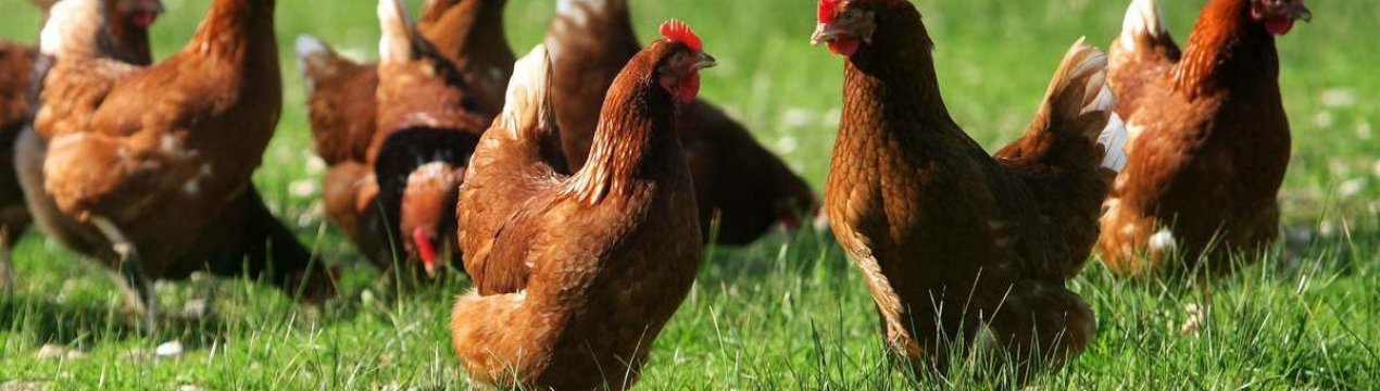 В Індії «Розпродаж зі складу» стабілізує ціни на курятину