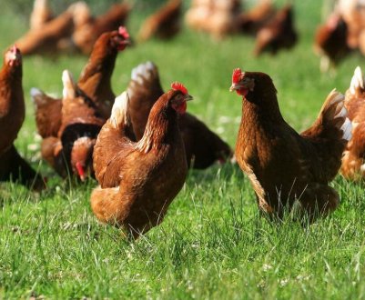 В Індії «Розпродаж зі складу» стабілізує ціни на курятину