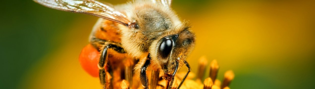 Голландець здає в оренду бджіл для запилення тепличних фруктів