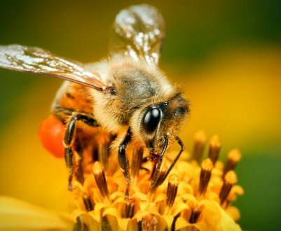 Голландець здає в оренду бджіл для запилення тепличних фруктів
