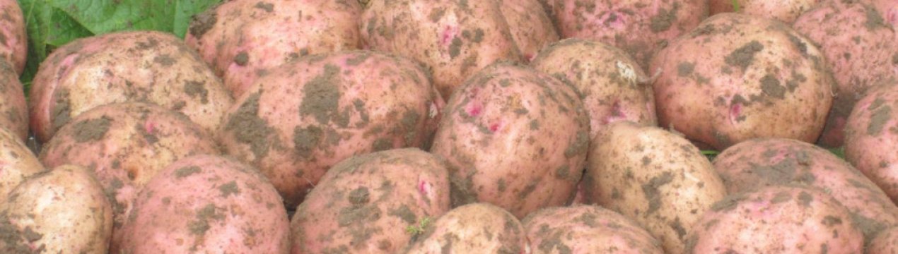 Где Купить Семена Картофеля Киевский Свитанок