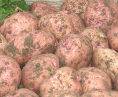Особливості посадки картоплі Іллінський