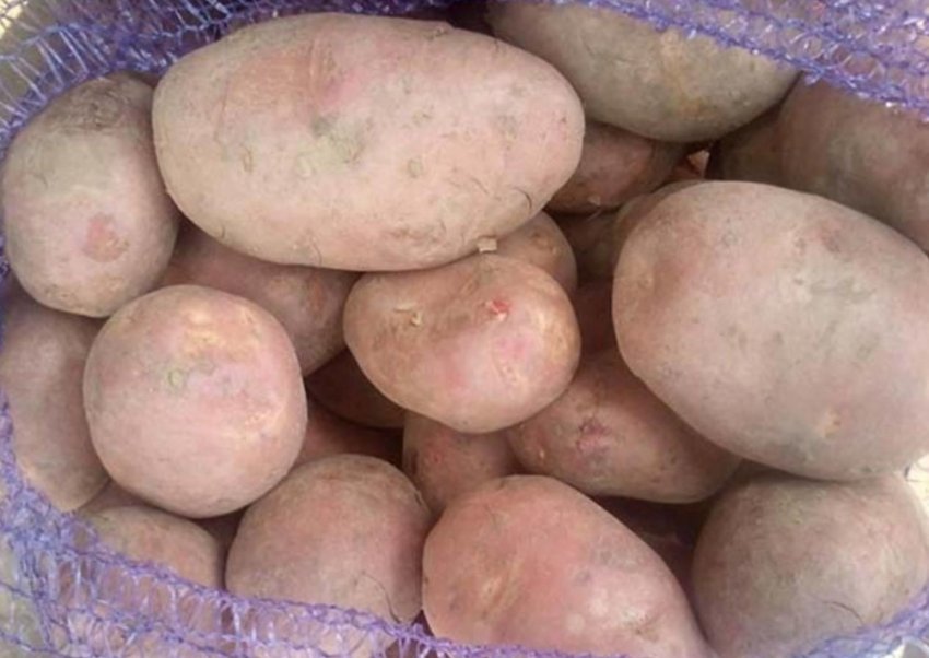 Картопля Іллінський