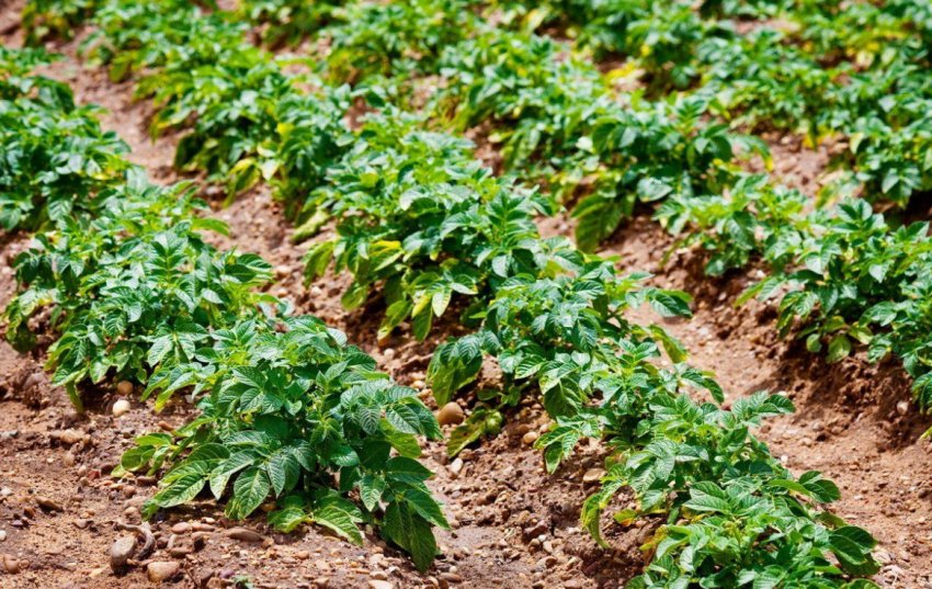 Вирощування картоплі