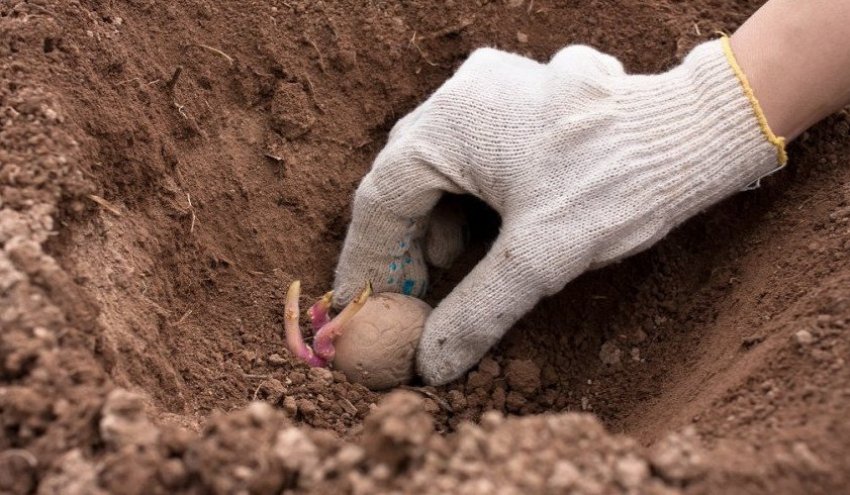 Посадка картоплі