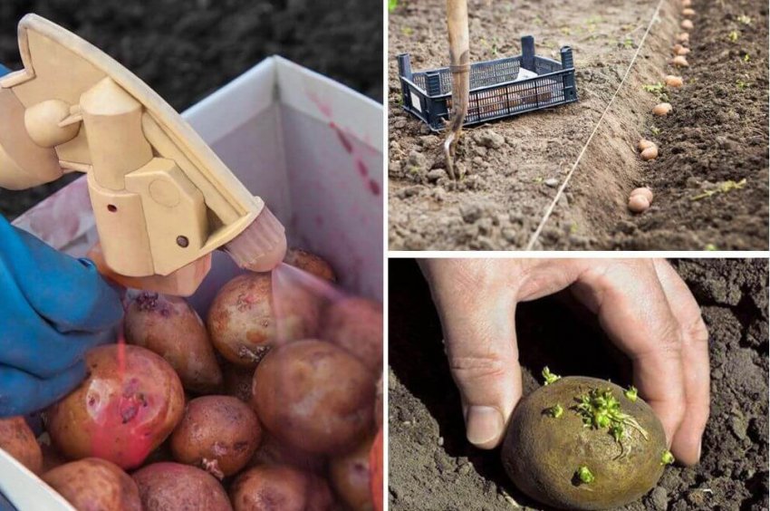 Підготовка бульб до посадки