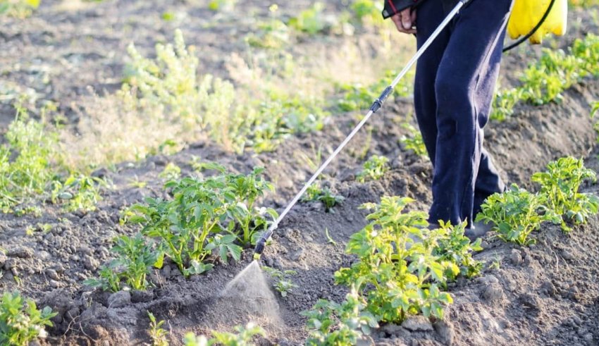 Підживлення картоплі обприскуванням