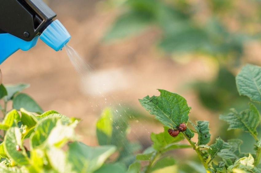 Обприскування картоплі від шкідників