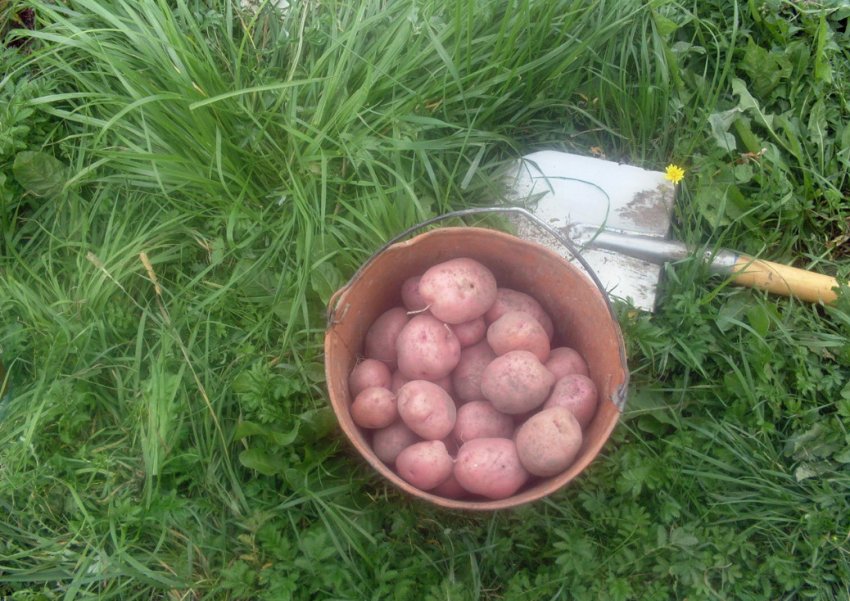 Збір урожаю картоплі