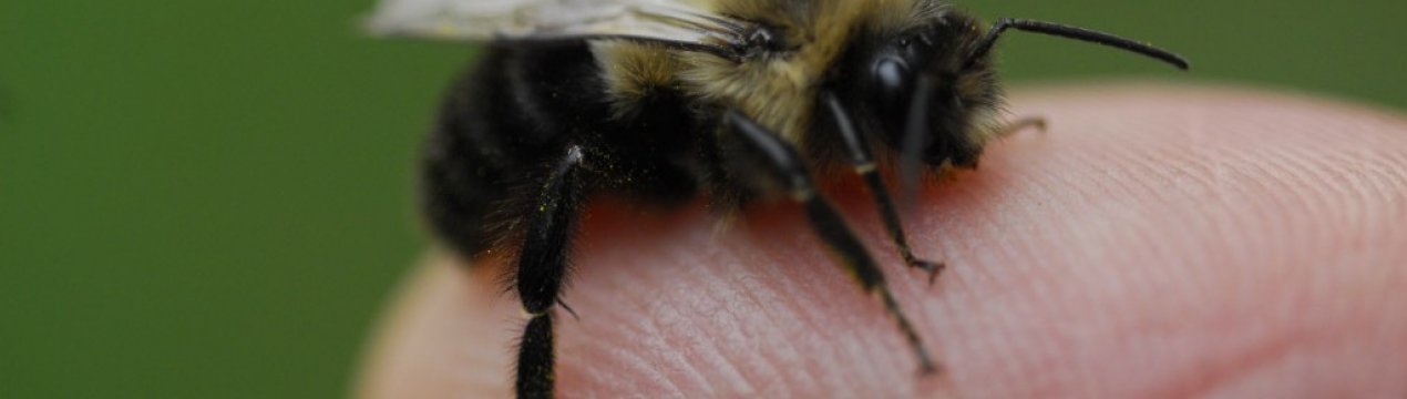 Що робити, якщо вжалив джміль?