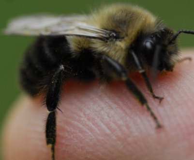 Що робити, якщо вжалив джміль?