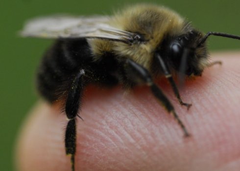 Що робити, якщо вжалив джміль?