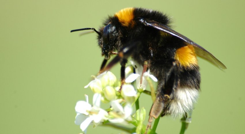 Джміль звичайний Джміль звичайний