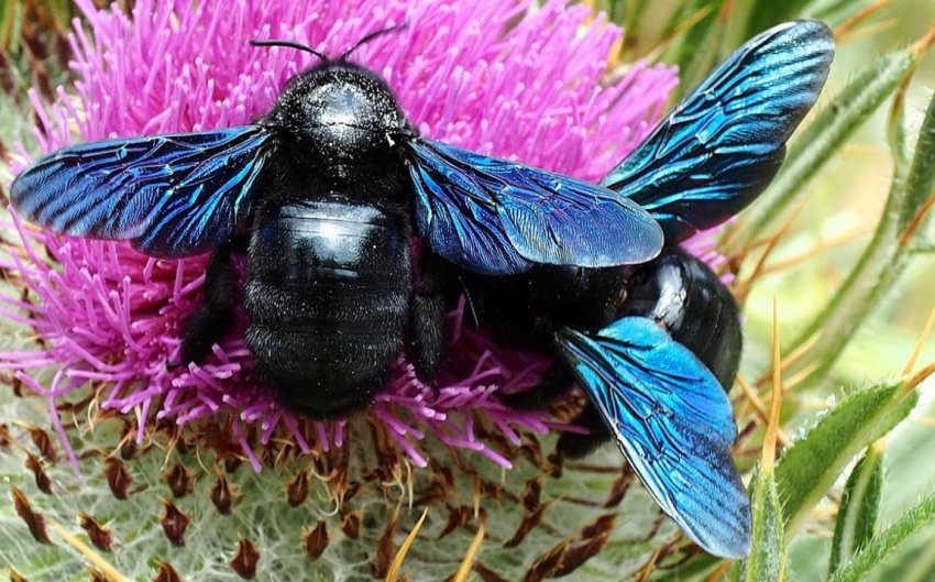 Фіолетовий джміль-тесля Фіолетовий джміль-тесля