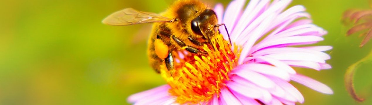 Пасічники знову вийдуть на пікет до Верховної Ради