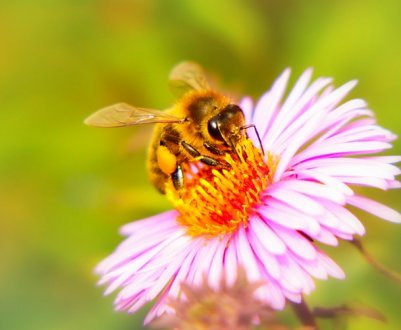 Пасічники знову вийдуть на пікет до Верховної Ради