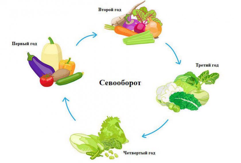 Севооборот культур Севооборот культур