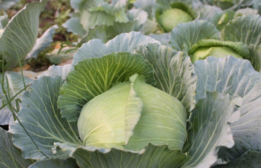 Капуста Завірюха Капуста Завірюха