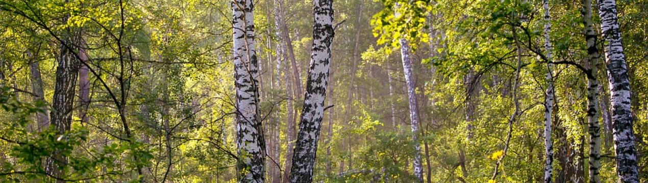Волинські берези поділяться соком з США та Ізраїлем