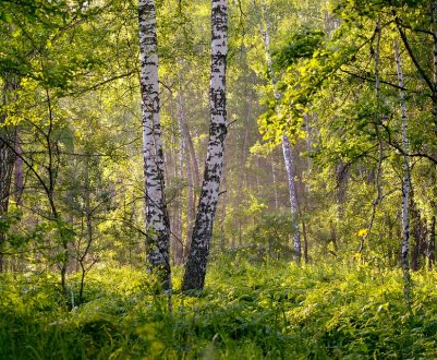 Волинські берези поділяться соком з США та Ізраїлем
