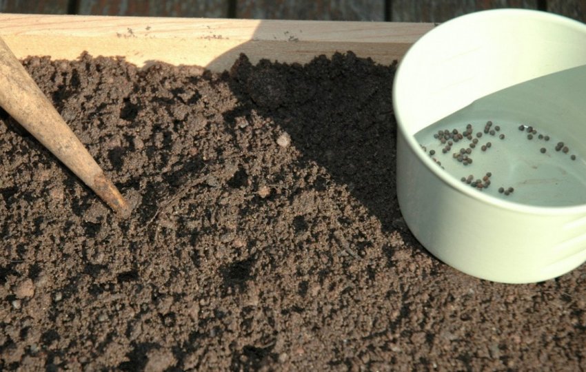 Посів насіння на рассду Посів насіння на рассду