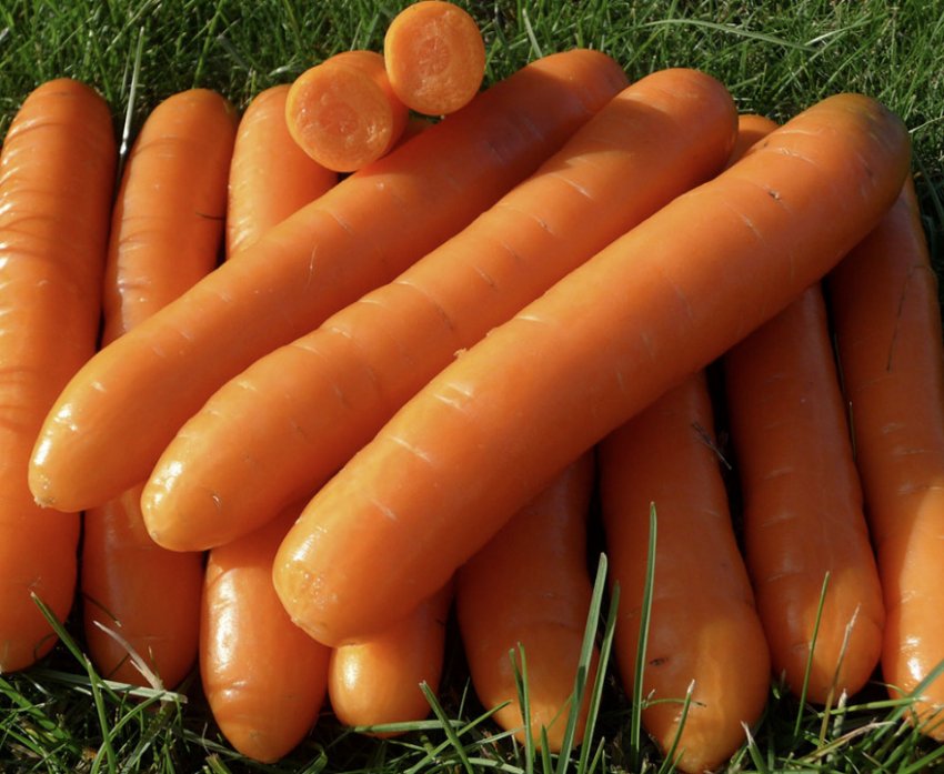 Морковь гибриды. Морковь болеро f1. Морковь болеро f1 партнер. Морковь Бангор. Семена морковь болеро (10 шт.).