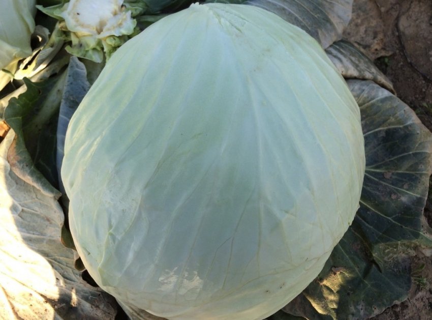 Капуста сорту Галаксі Капуста сорту Галаксі